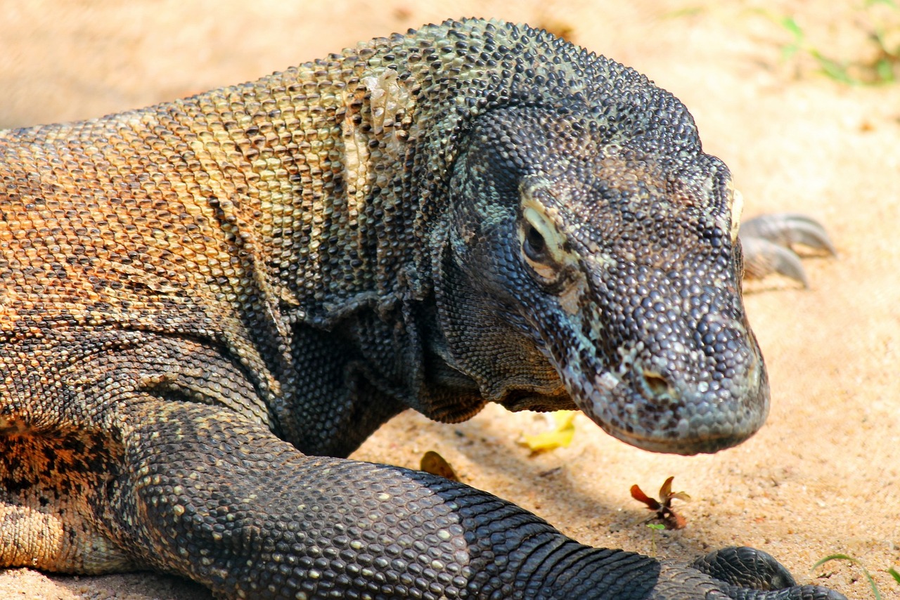 comodo-dragon-250668_1280 コモドドラゴンの雑学 寿命は?大きさは?毒もあるの?