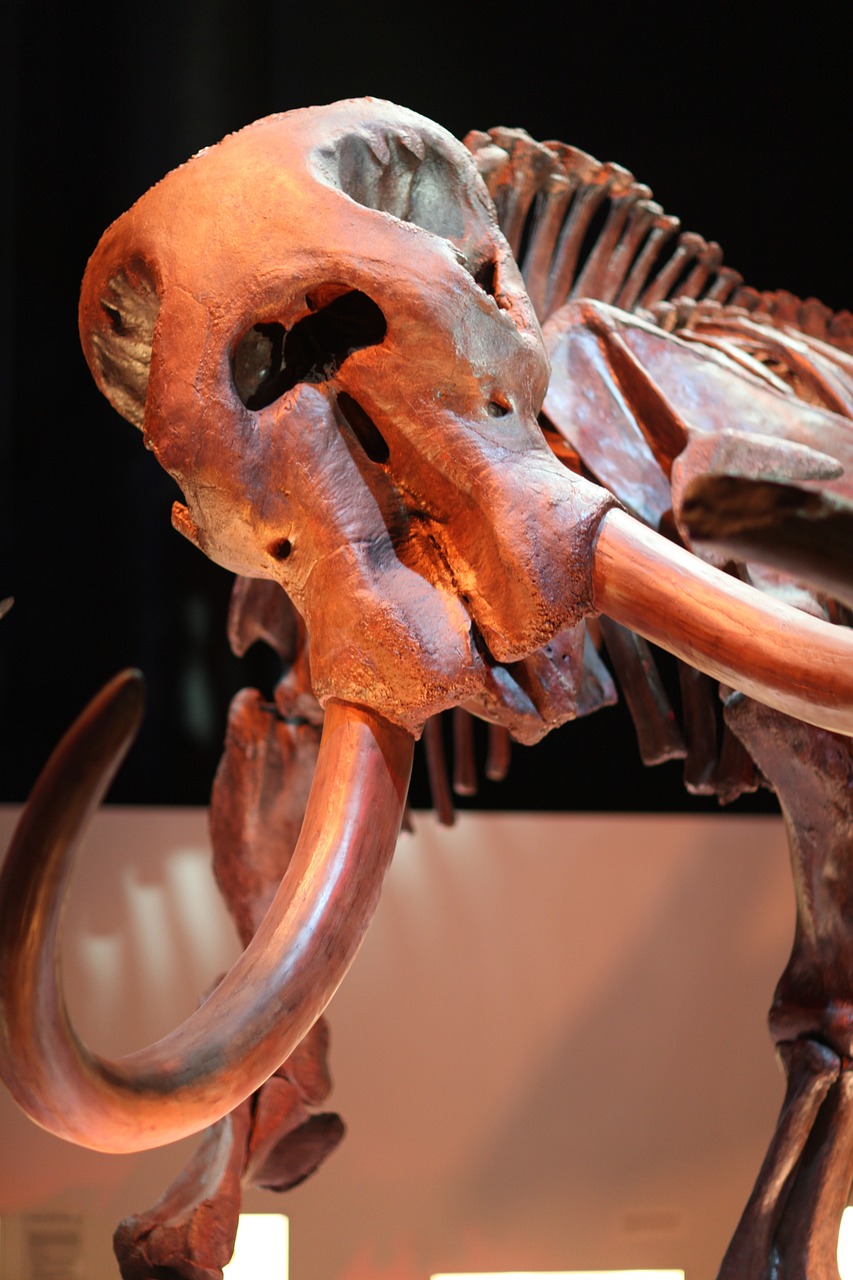 mammoth-241964_1280 マンモス豆知識 冷凍標本も発見された新生代の仲間