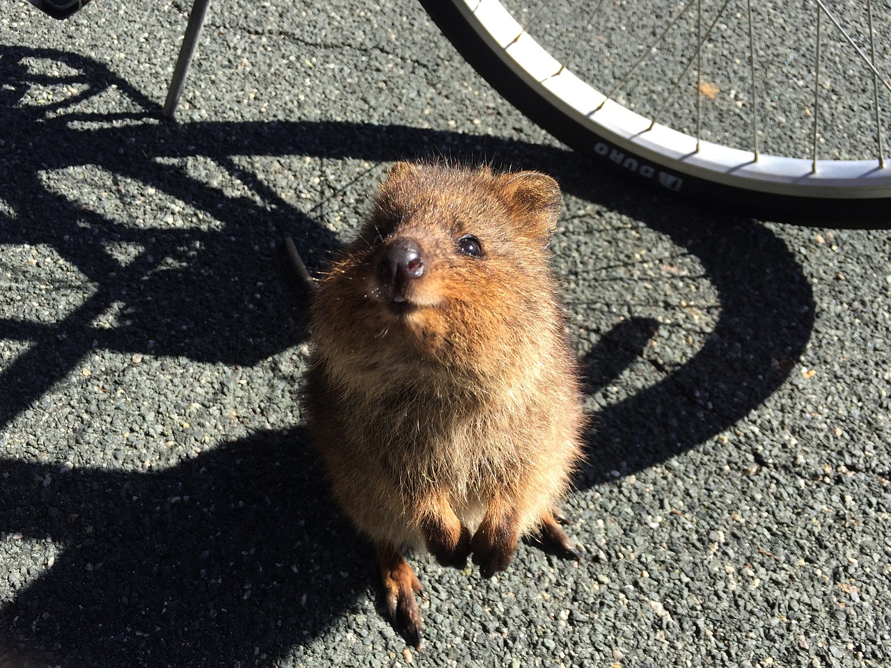 quokka-2676171_1280 クオッカとの出会い：世界一幸せな動物の魅力と生態