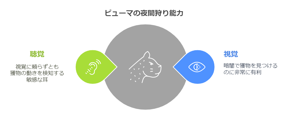 image-1 ピューマの動物トリビア【別名クーガー】